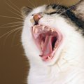 猫が『いつもより鳴くとき』に考えられること4つ！怪我や病気など危険…