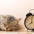 猫に目覚まし時計がいらない理由って？