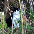 母猫とはぐれ草むらに隠れる子猫…保護され家猫修行をスタート！