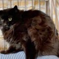 工場に住む毛玉だらけの黒猫…保護され新たな猫生へ！