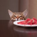 しつけ不足で猫が起こす問題行動！どうして人のご飯を欲しがるの？