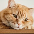 『免疫力が低い猫』の特徴5選　飼い主に出来る予防方法