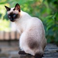 王族だけが飼うことができる猫種3選　それぞれの特徴や性格を解説