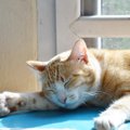 猫が日向ぼっこが好きなのはなぜ？日光浴の効果や快適な環境つくり、…