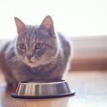 猫が『お腹が空く』とする仕草とは？６つの動きに注目！