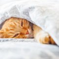 猫と『一緒に寝る』ときの危険行為4つ