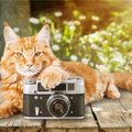  猫にフラッシュ撮影してはいけない？失明の危険性や安全な撮影方法について解説