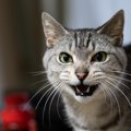 猫の『変わった鳴き声』6選！聞くことができるタイミングや意味まで徹…