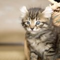 アメリカンカールのブログ12選！かわいい子猫や立ち耳の画像も