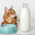猫に『人用の牛乳』がNGな3つの理由　温めてもダメ？代用できるものは…