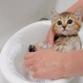 5匹の子猫を『初めてのお風呂』に入れてみた結果…気持ちよさそうな様…