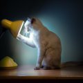 猫の目に『蛍光灯』はツラい？2つの理由と、明かりについて配慮してあ…