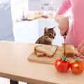 猫に食パンを食べても大丈夫？与える際の注意点は？