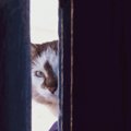 猫が飼い主を『覗き見』する心理とは？3つの理由と応え方をご紹介！