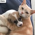 子猫を失った母猫が、孤児になった犬猫の立派なママに！