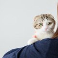 猫の頭にハゲができる理由と考えられる病気