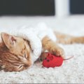 愛猫に人気のおもちゃは〇〇！遊ぶの大好きにゃんこ動画特集！
