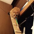 クローゼットの天袋が大好きな愛猫の為に『猫用のはしご』をDIYしてみ…