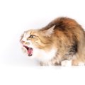 愛猫の負担にもなる「嘔吐」　減らすためにできる対策4選