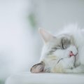 猫の平均睡眠時間を徹底調査！健康に過ごす為の適切な時間とは？