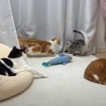 5匹の猫ちゃんたちがお部屋でわちゃわちゃ！マイペースな姿を見ている…