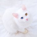 【猫柄】人気が高い『白猫』の豆知識5選　基本的な性格から代表的な猫種、…