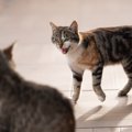 猫コミュニティの『暗黙のルール』5つ　無用な争いを避けるための賢いやり方