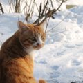 野良猫は冬をどう乗り超える？
