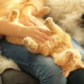 猫が飼い主の『足の間』で眠るワケ4選