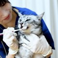 猫にも口腔内ケアは必要？病気や症状、ケアの必要性・コツを現役獣医…