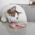 猫が『盗み食い』をしてしまう3つの原因！飼い主がすべき予防策とは？