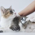 猫が『ひんぱんにかかってしまう病気や症状』5選　症状や原因、予防法…