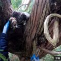 アライグマに追われ木にの上へ逃げた猫…困難な救出の行方は？