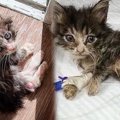 玄関先で倒れたガリガリの子猫……1年後の美姿に感涙！