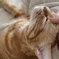 猫に愛情が伝わる『とっておきのスキンシップ』4選