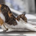 猫が『伸び』をする5つのタイミング