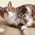 猫が肥満になる理由と対策