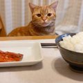 猫が餌を食べない…おすすめトッピングの利用法２つと注意点