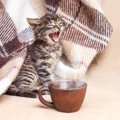 猫が早朝に『大きな声で鳴く』6つの理由