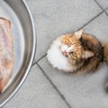 猫にとって『中毒性がある食材』6選！食べてしまった時の症状や対処法…