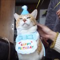 元野良猫の『誕生日会』を開催したら…盛大なお祝いの様子が心温まると…