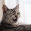思わず笑ってしまう『猫のオモシロ行動・表情』4選　愛猫との暮らしは…