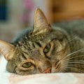 猫が突然死することも…「猫のフィラリア症」、気になる症状や予防法