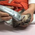 病院の先生から直々に伝授！猫ニキビの正しい治療で毛を剃られちゃっ…