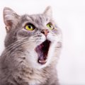猫がよく鳴くときの理由