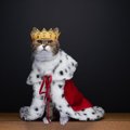 猫が持っているすごい『肩書』5選　市長、城主…世界に実在したエライ…