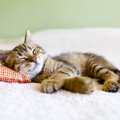 猫は眠るときどんな夢を見ている？