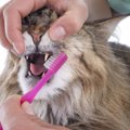 猫が歯周病になった時の症状や原因、予防と治療法