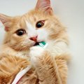 猫に歯磨きは必要？『デンタルケア』のメリット3つと嫌がる猫への対処法