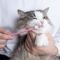 猫の『歯周病』は放置すると危険！3つの理由と知っておくべき予防法も